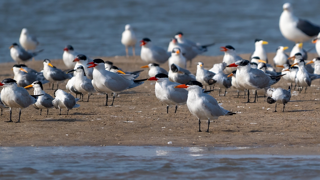 Caspian Tern